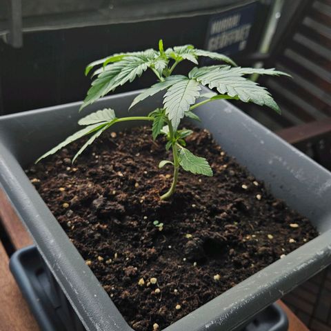 Wedding Cake Automatik 2 growlog timeline photo