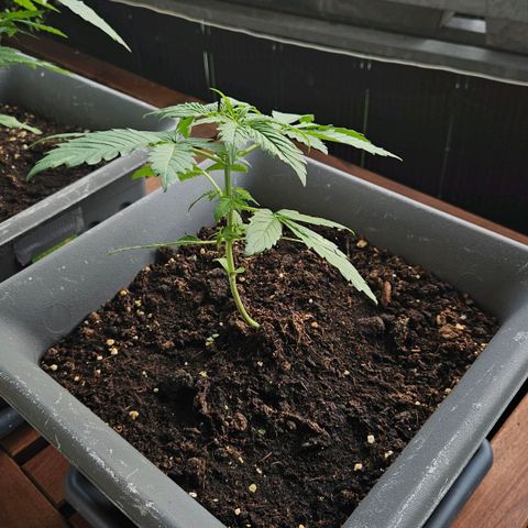 Wedding Cake Automatik 2 growlog timeline photo