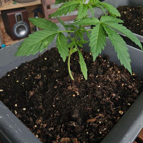 Wedding Cake Automatik 2 growlog timeline photo
