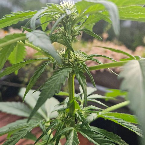Wedding Cake Automatic growlog timeline photo