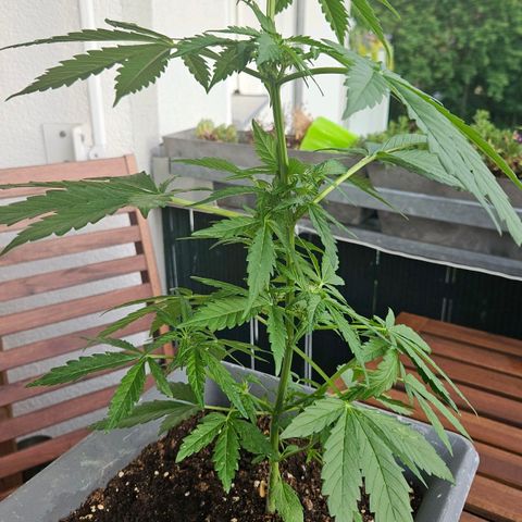 Wedding Cake Automatic growlog timeline photo