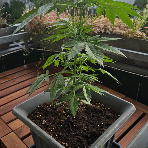 Wedding Cake Automatic growlog timeline photo