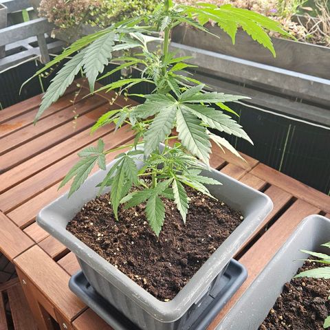 Wedding Cake Automatic growlog timeline photo