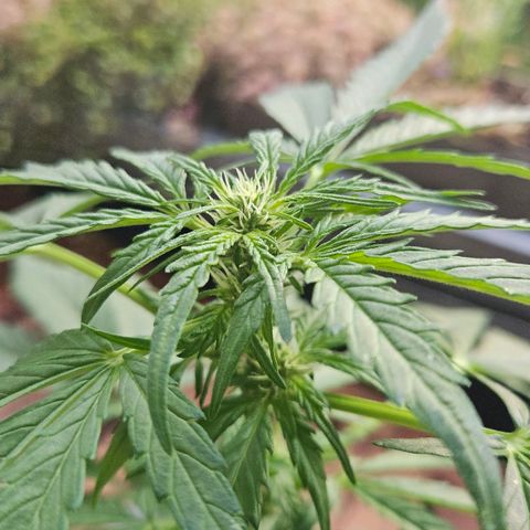 Wedding Cake Automatic growlog timeline photo
