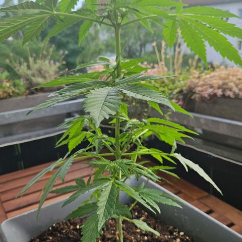 Wedding Cake Automatic growlog timeline photo
