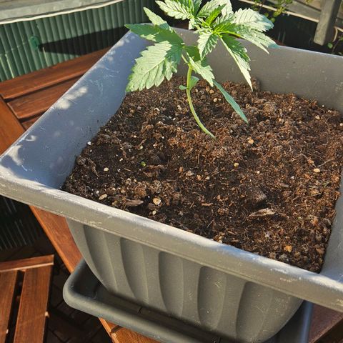 Wedding Cake Automatik 2 growlog timeline photo