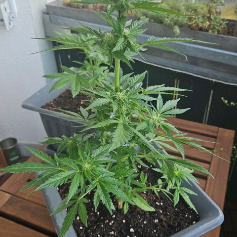 Wedding Cake Automatic growlog timeline photo