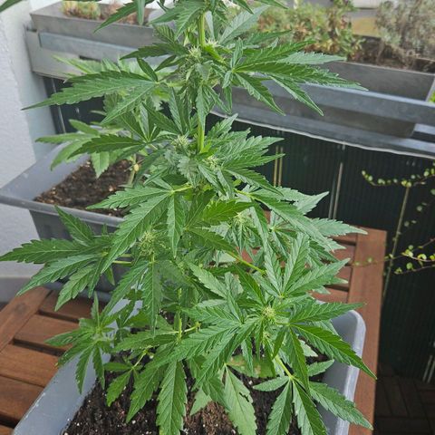 Wedding Cake Automatic growlog timeline photo