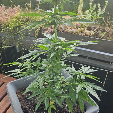 Wedding Cake Automatic growlog timeline photo