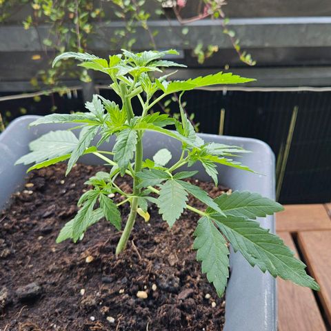Wedding Cake Automatik 2 growlog photo: After topping with clone tryout