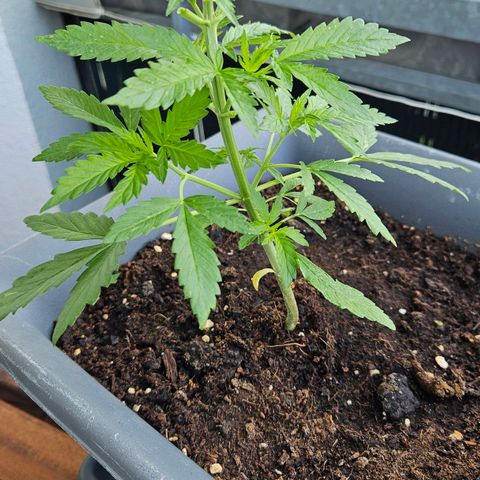 Wedding Cake Automatik 2 growlog photo: After topping with clone tryout
