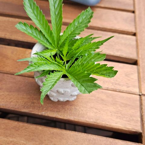 Wedding Cake Automatik 2 growlog photo: After topping with clone tryout