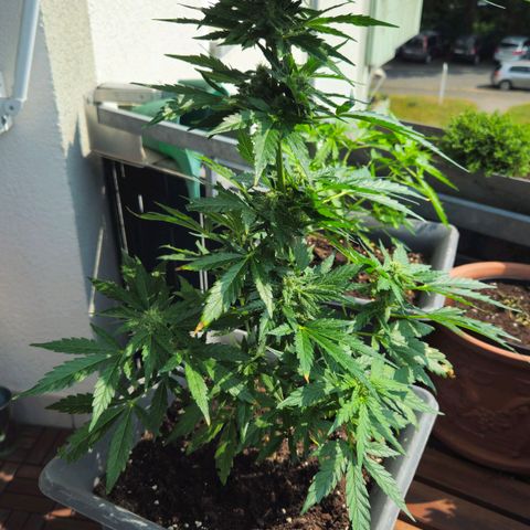 Wedding Cake Automatic growlog timeline photo