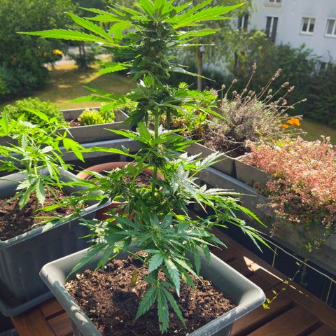 Wedding Cake Automatic growlog timeline photo