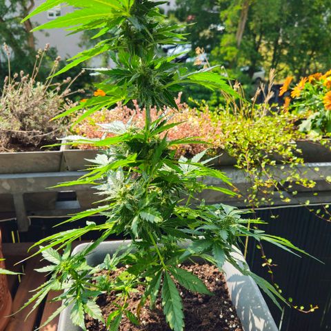 Wedding Cake Automatic growlog timeline photo