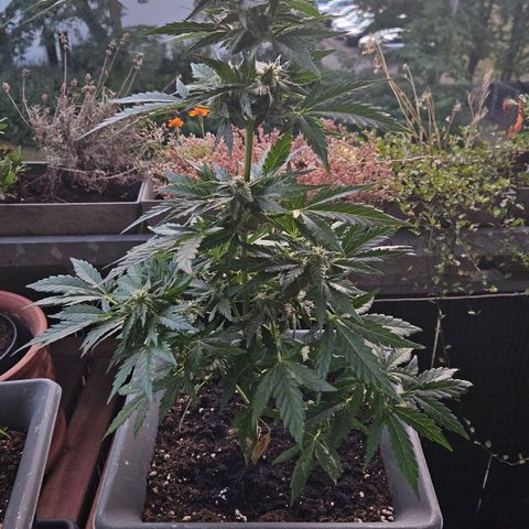 Wedding Cake Automatic growlog timeline photo