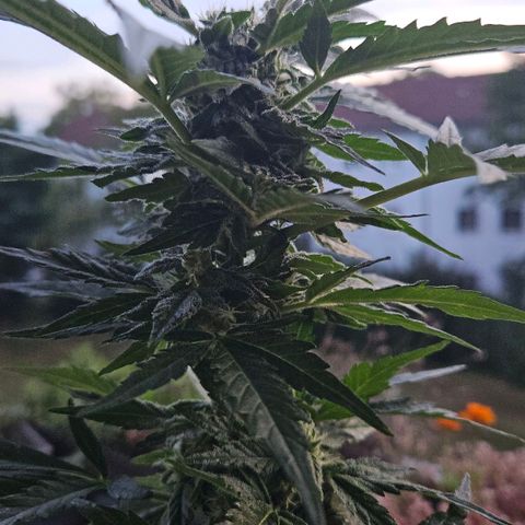 Wedding Cake Automatic growlog timeline photo