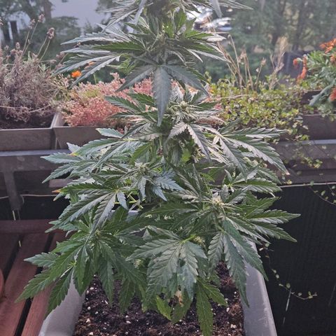 Wedding Cake Automatic growlog timeline photo