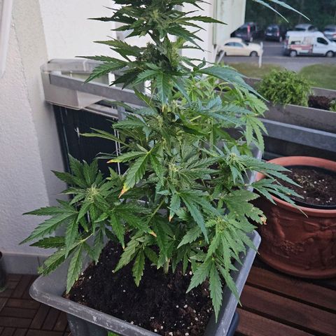 Wedding Cake Automatic growlog timeline photo