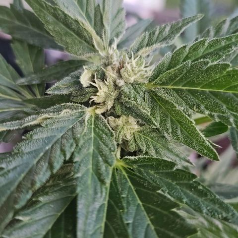 Wedding Cake Automatic growlog timeline photo