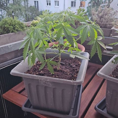 Wedding Cake Automatik 2 growlog timeline photo