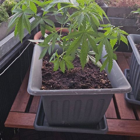 Wedding Cake Automatik 2 growlog timeline photo