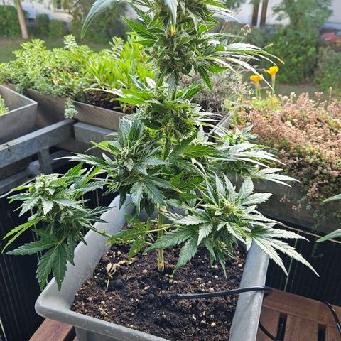 Wedding Cake Automatic growlog timeline photo
