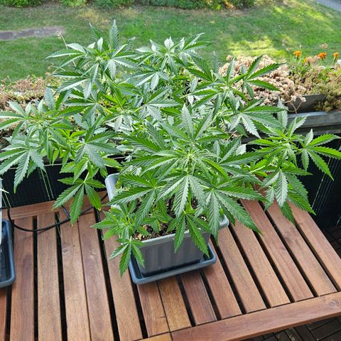Wedding Cake Automatik 2 growlog timeline photo