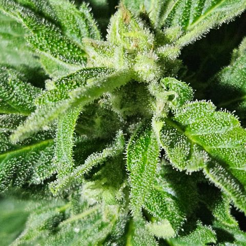 Wedding Cake Automatic growlog timeline photo