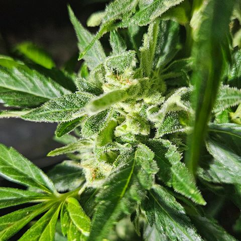 Wedding Cake Automatic growlog timeline photo