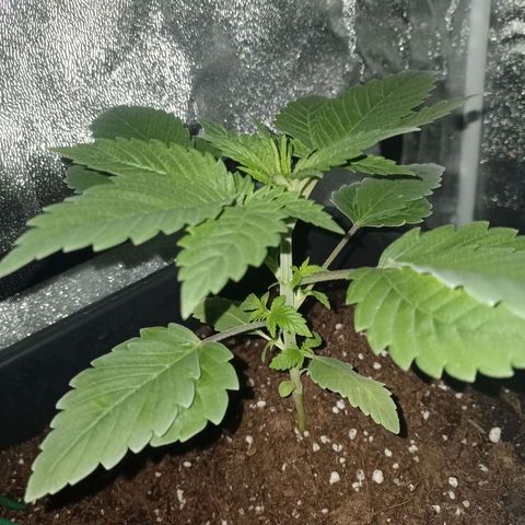 Wedding Cake growlog photo: 4 nodi completi 