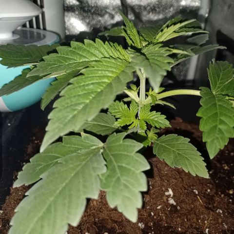 Wedding Cake growlog timeline photo