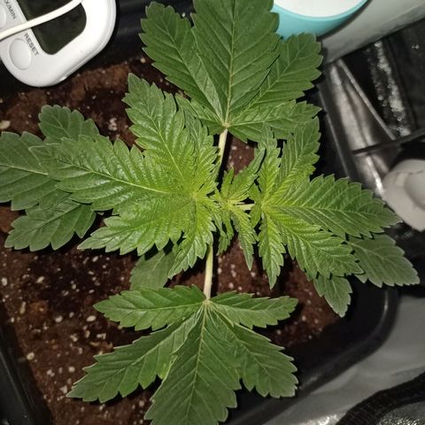Wedding Cake growlog timeline photo
