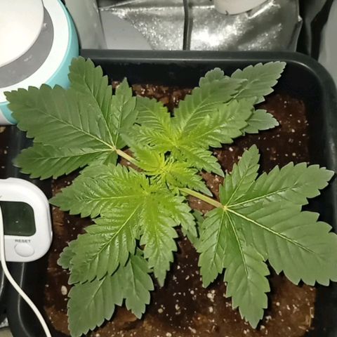 Wedding Cake growlog timeline photo