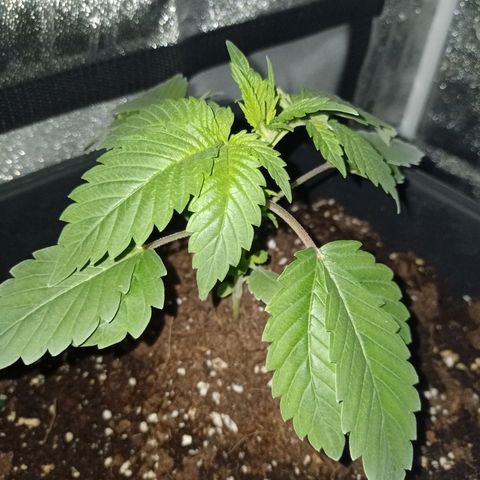 Wedding Cake growlog timeline photo