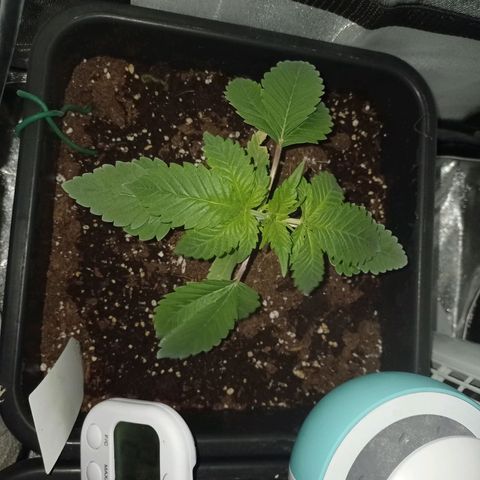 Wedding Cake growlog timeline photo