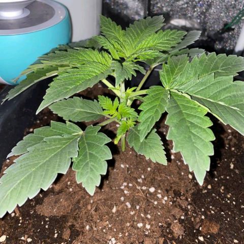 Wedding Cake growlog timeline photo