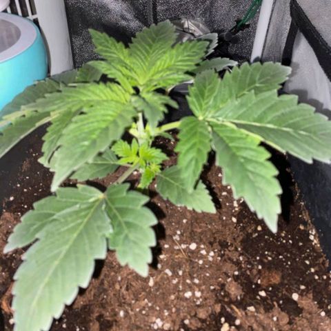 Wedding Cake growlog timeline photo