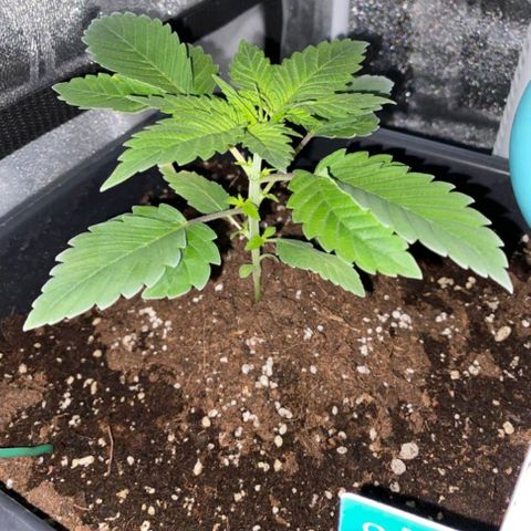 Wedding Cake growlog timeline photo