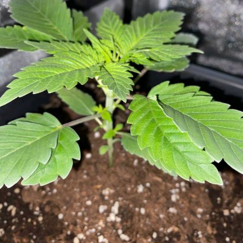 Wedding Cake growlog timeline photo