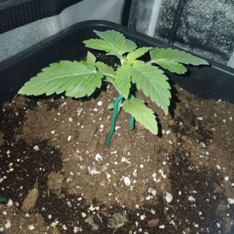 Wedding Cake growlog timeline photo