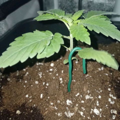 Wedding Cake growlog timeline photo