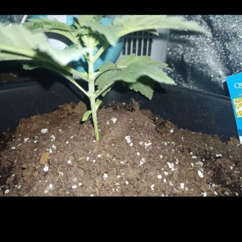Wedding Cake growlog timeline photo