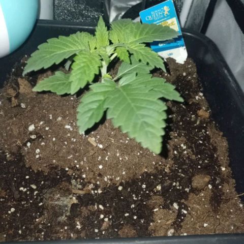Wedding Cake growlog timeline photo