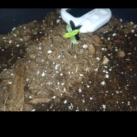 Wedding Cake growlog timeline photo
