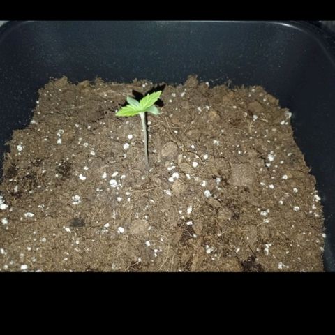 Wedding Cake growlog timeline photo