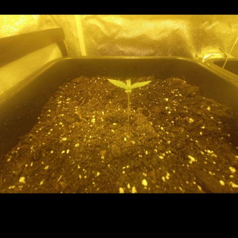 Wedding Cake growlog timeline photo