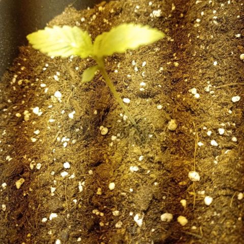 Wedding Cake growlog timeline photo