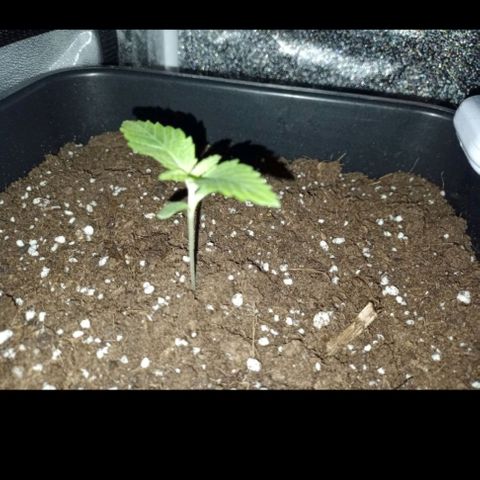 Wedding Cake growlog timeline photo