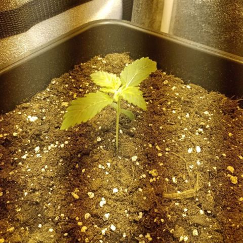 Wedding Cake growlog timeline photo